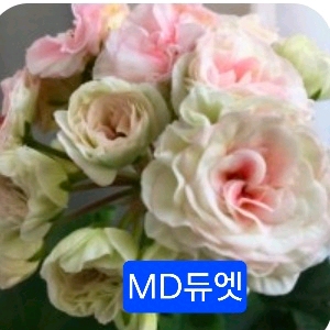 MD 듀엣 러시아제라늄 대품