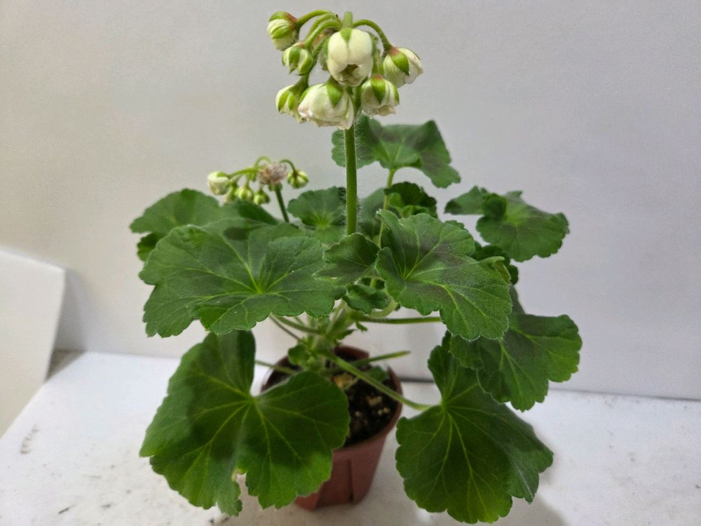 MD 듀엣 러시아제라늄 대품--1