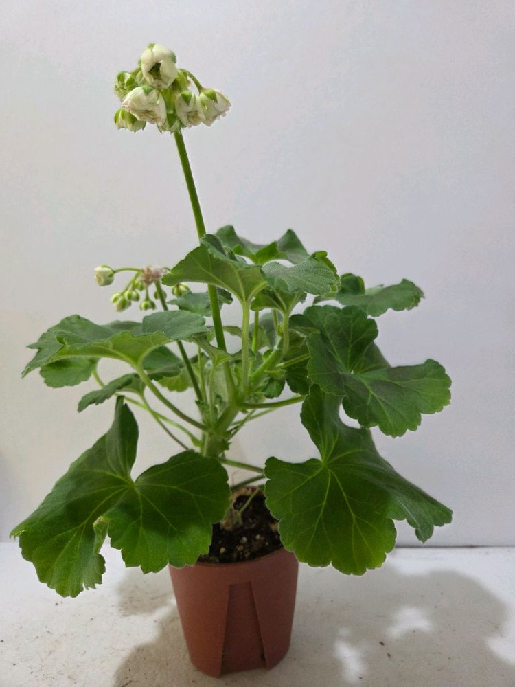 MD 듀엣 러시아제라늄 대품--2