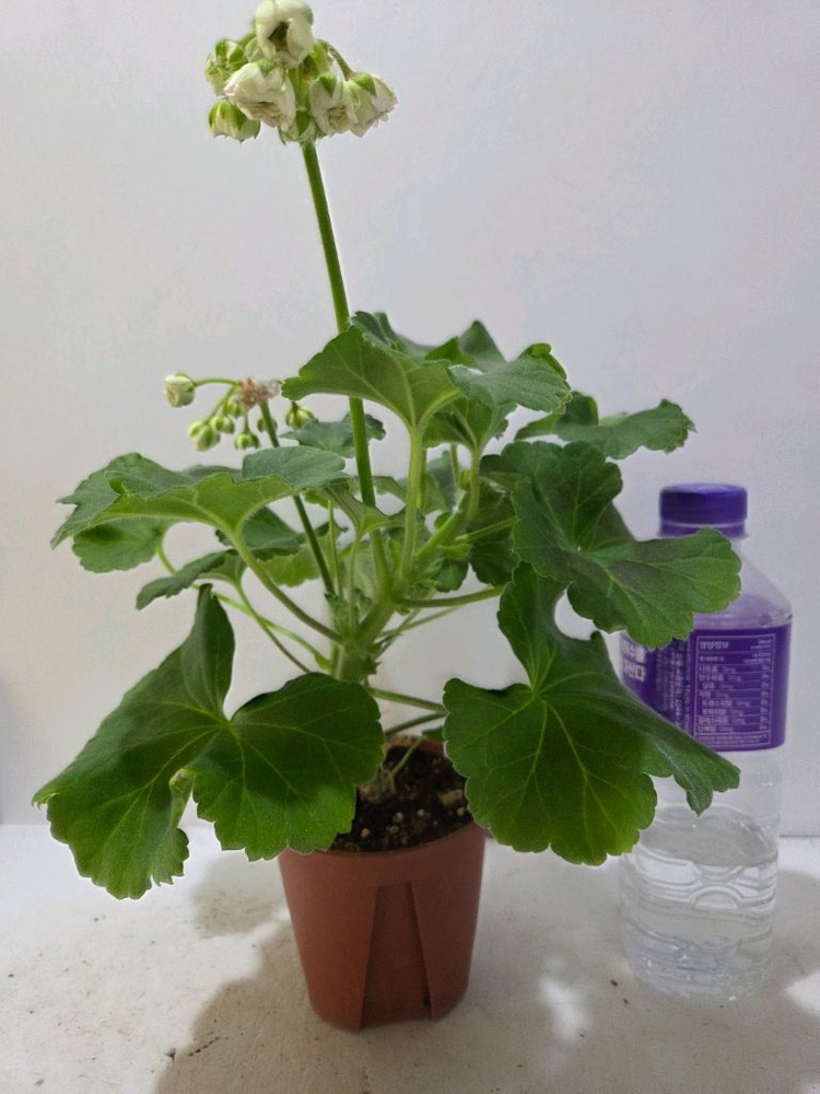 MD 듀엣 러시아제라늄 대품--3