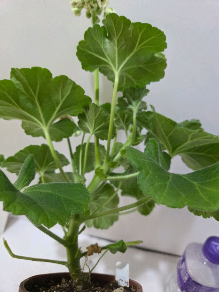 MD 듀엣 러시아제라늄 대품--4