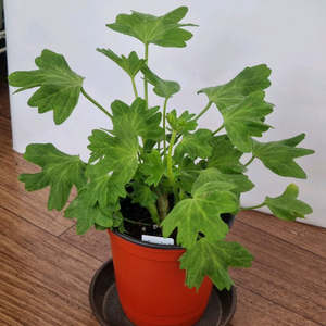 디어마이별사탕 제라늄