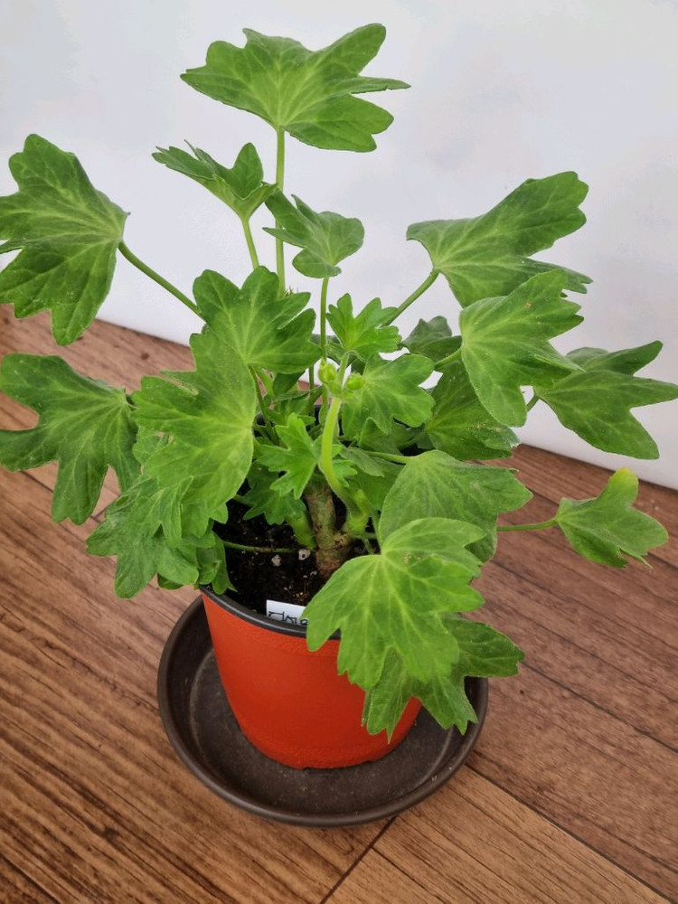 디어마이별사탕 제라늄--1