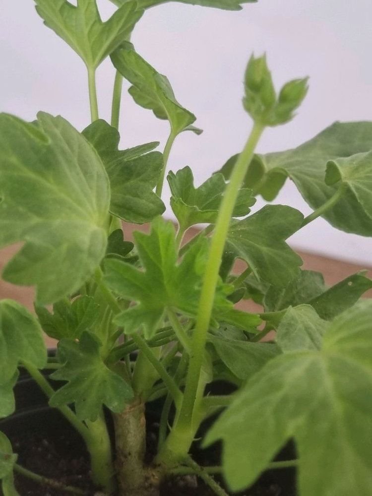 디어마이별사탕 제라늄--2