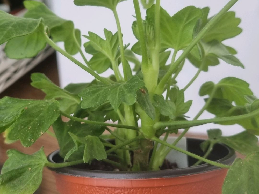 디어마이별사탕 제라늄--3