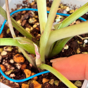 칼라디움 예약상품