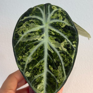 알로카시아 닌자스플레쉬 바리에가타