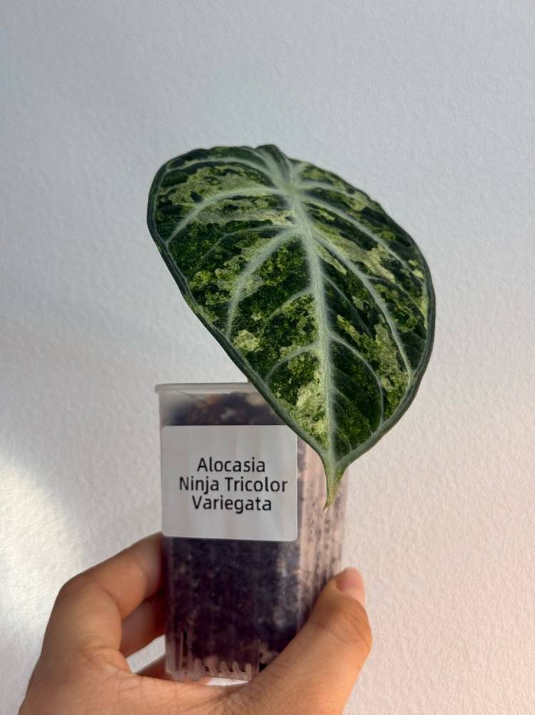 알로카시아 닌자스플레쉬 바리에가타--1