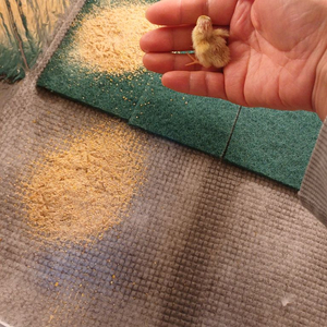 미니메추리 종란 이미지