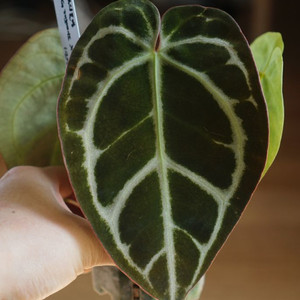 안스리움 SKG레모네이드x칼라블랙키