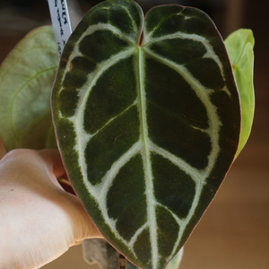 안스리움 SKG레모네이드x칼라블랙키