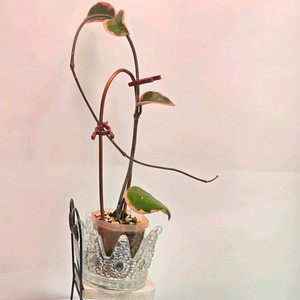 호야 플라밍고드림(알로x안스x)