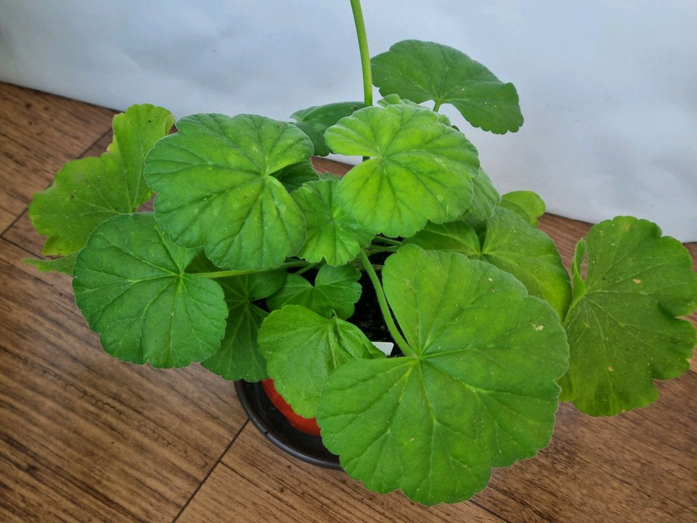 ay페일 제라늄--1