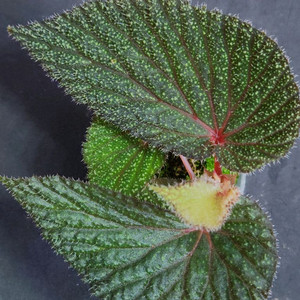 베고니아 람비네온