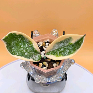 호야 크림슨퀸 스플레쉬 (알로x안스x)