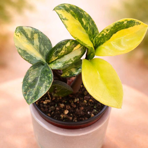 보석금전수 바리에가타<알로 안스x>