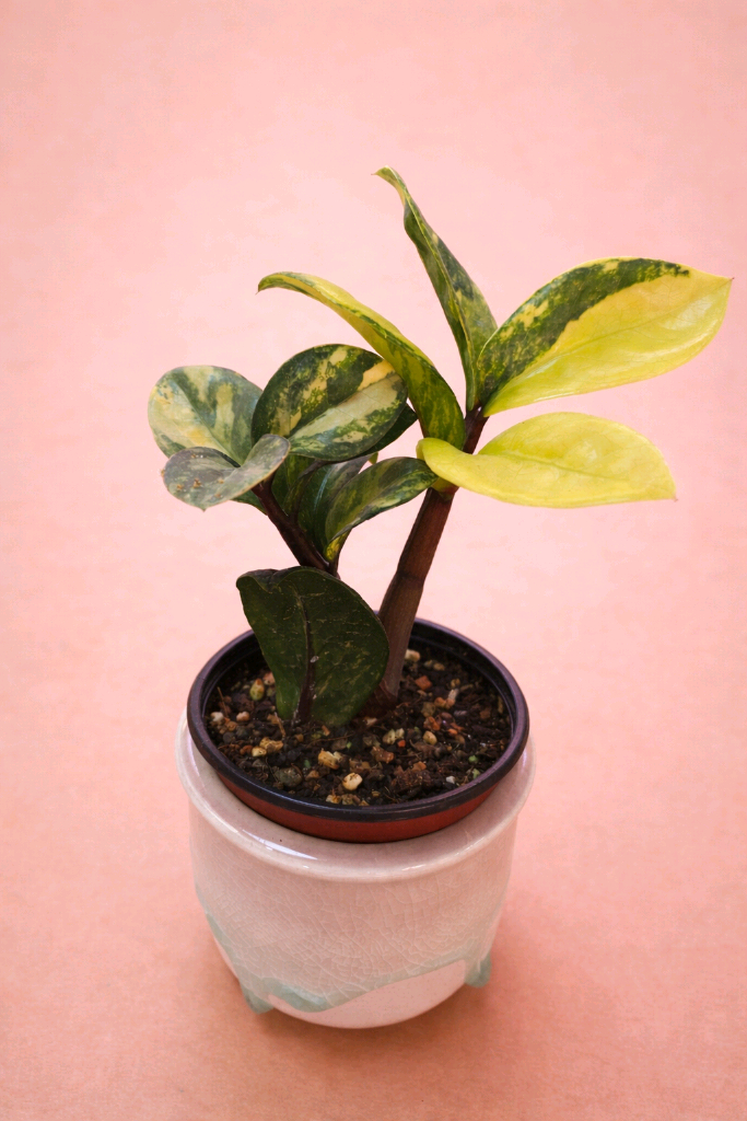 보석금전수 바리에가타<알로 안스x>--1