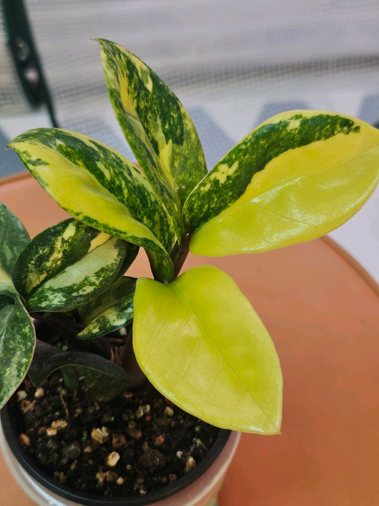 보석금전수 바리에가타<알로 안스x>--3