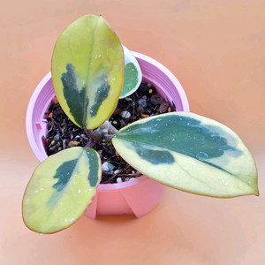 호야 오보바타 알보 스플레쉬 (알로x안스x)