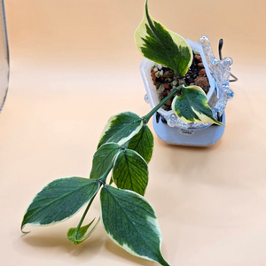 호야 폴리네우라 알보(알로x안스x)