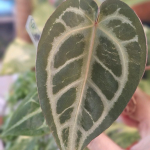 안스리움 매그니피컴 &닥터블락 미쉘자라 ㅡ매그미쉘