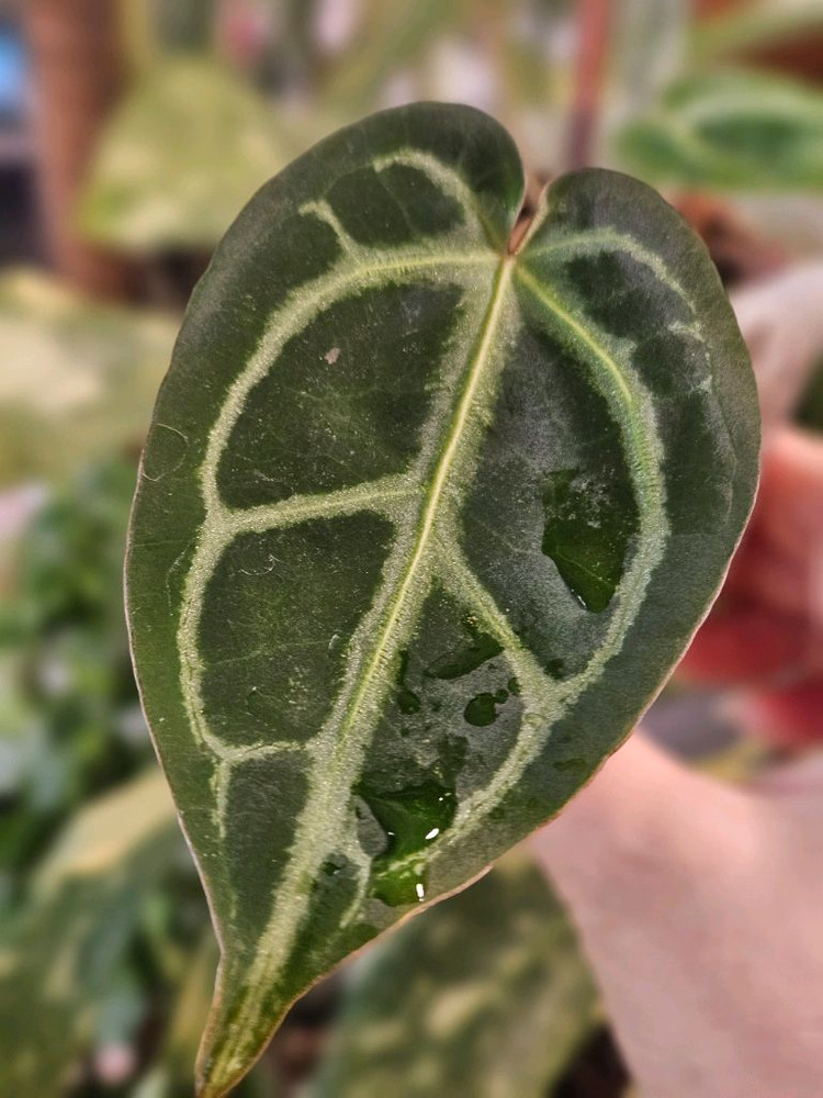 안스리움 매그니피컴 &닥터블락 미쉘자라 ㅡ매그미쉘--2