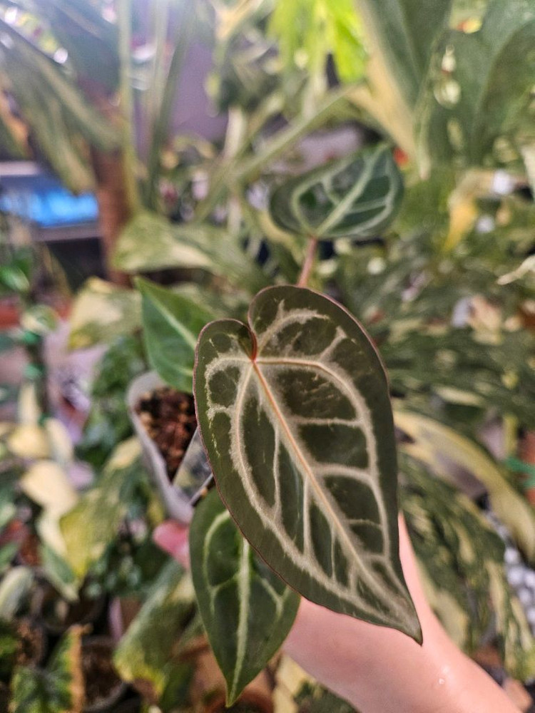 안스리움 매그니피컴 &닥터블락 미쉘자라 ㅡ매그미쉘--4