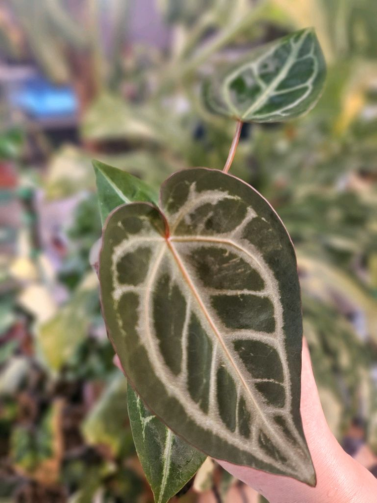 안스리움 매그니피컴 &닥터블락 미쉘자라 ㅡ매그미쉘--5