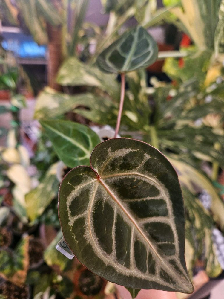 안스리움 매그니피컴 &닥터블락 미쉘자라 ㅡ매그미쉘--6