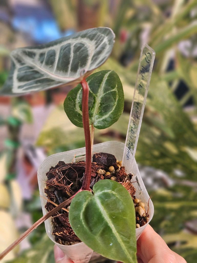 안스리움 매그니피컴 &닥터블락 미쉘자라 ㅡ매그미쉘--7