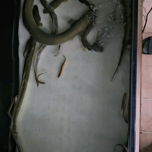 자연산 민물장어