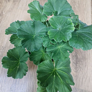 제라늄 허니스파스 ㆍ가을의키스 2종