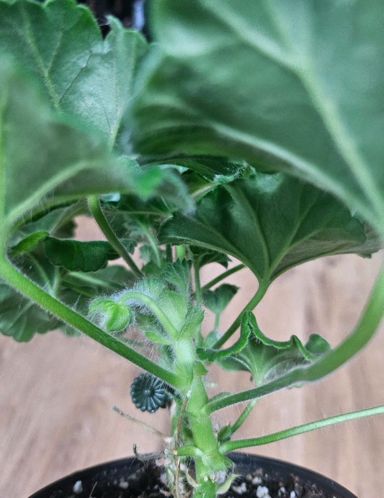 제라늄 허니스파스 ㆍ가을의키스 2종--1