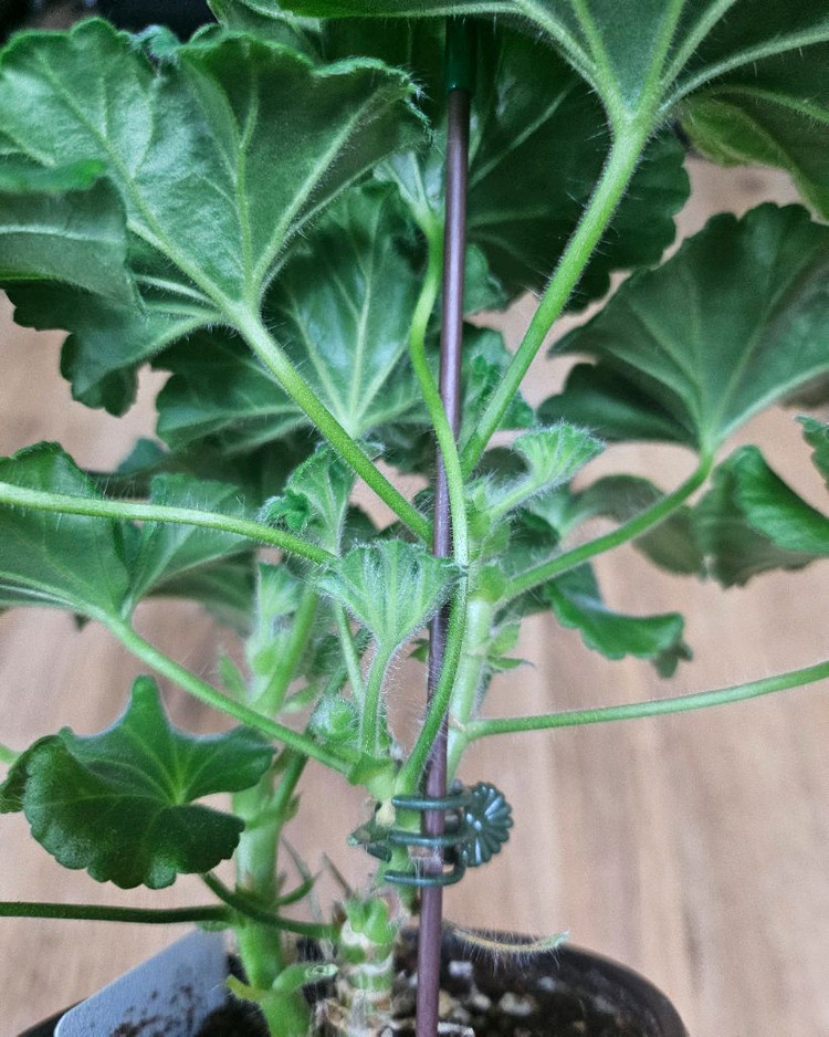 제라늄 허니스파스 ㆍ가을의키스 2종--2