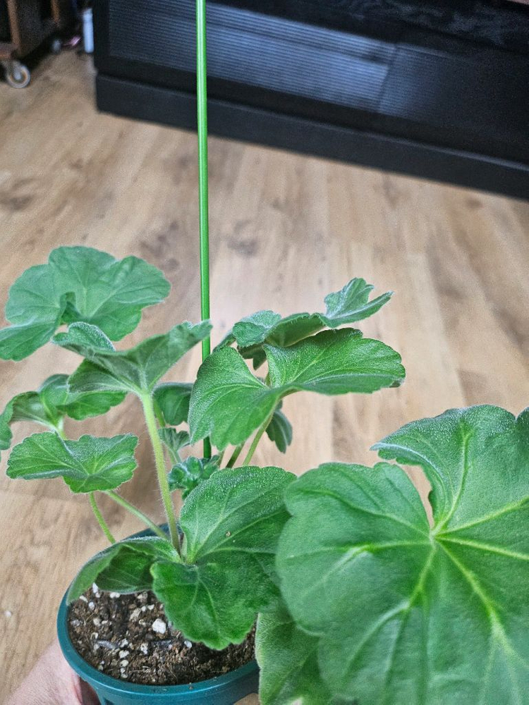 제라늄 허니스파스 ㆍ가을의키스 2종--3