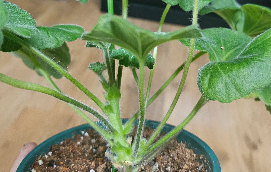 제라늄 허니스파스 ㆍ가을의키스 2종--4