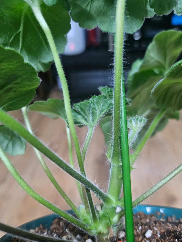 제라늄 허니스파스 ㆍ가을의키스 2종--5