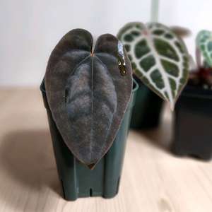 안스리움 블랙드레스xRG드레스f2다크클론(그랜트)