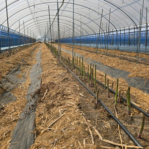 아스파라거스 종근 이미지