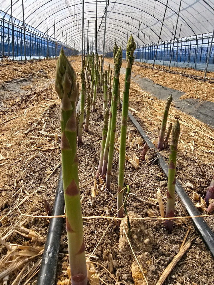 아스파라거스 종근 이미지