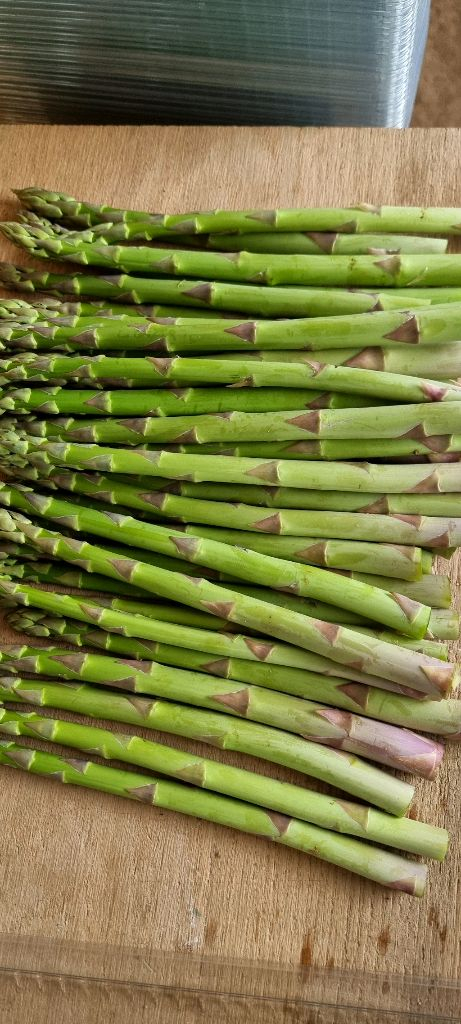 아스파라거스 종근 이미지