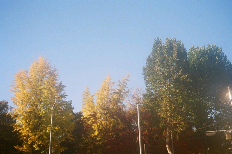 올림푸스 뮤줌 파노라마 필름카메라 (빈티지 카메라) 이미지