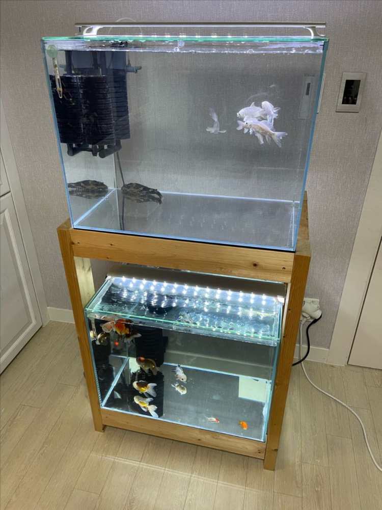 (경기 북부) 프리미엄 2자 광폭 수조 6T 원목 축양장 세트 상태 S급 어항 판매 (개별 가능)--1