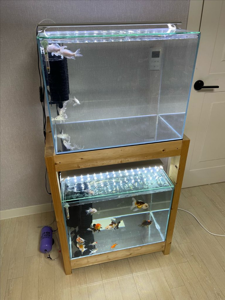 (경기 북부) 프리미엄 2자 광폭 수조 6T 원목 축양장 세트 상태 S급 어항 판매 (개별 가능)--4