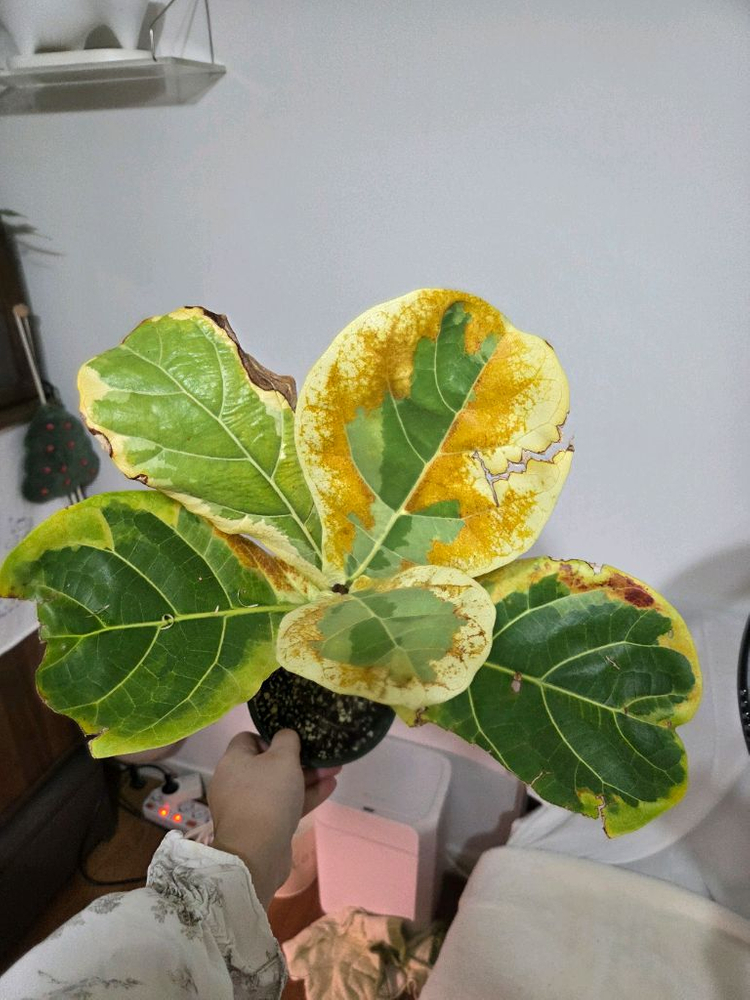 무늬 떡갈나무--1