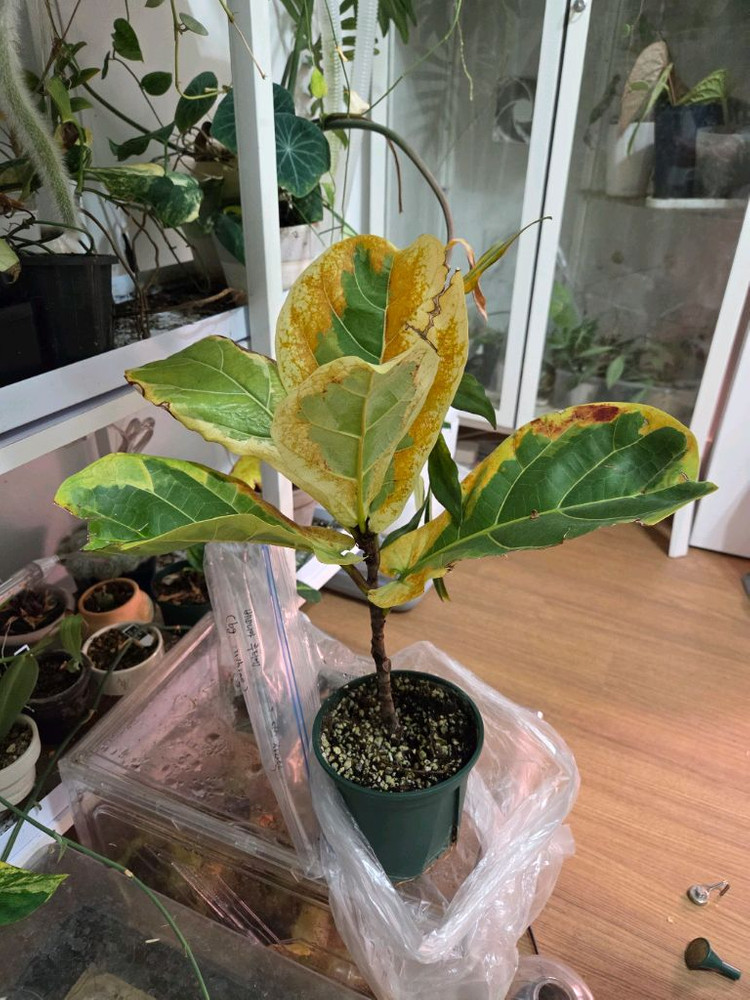 무늬 떡갈나무--2