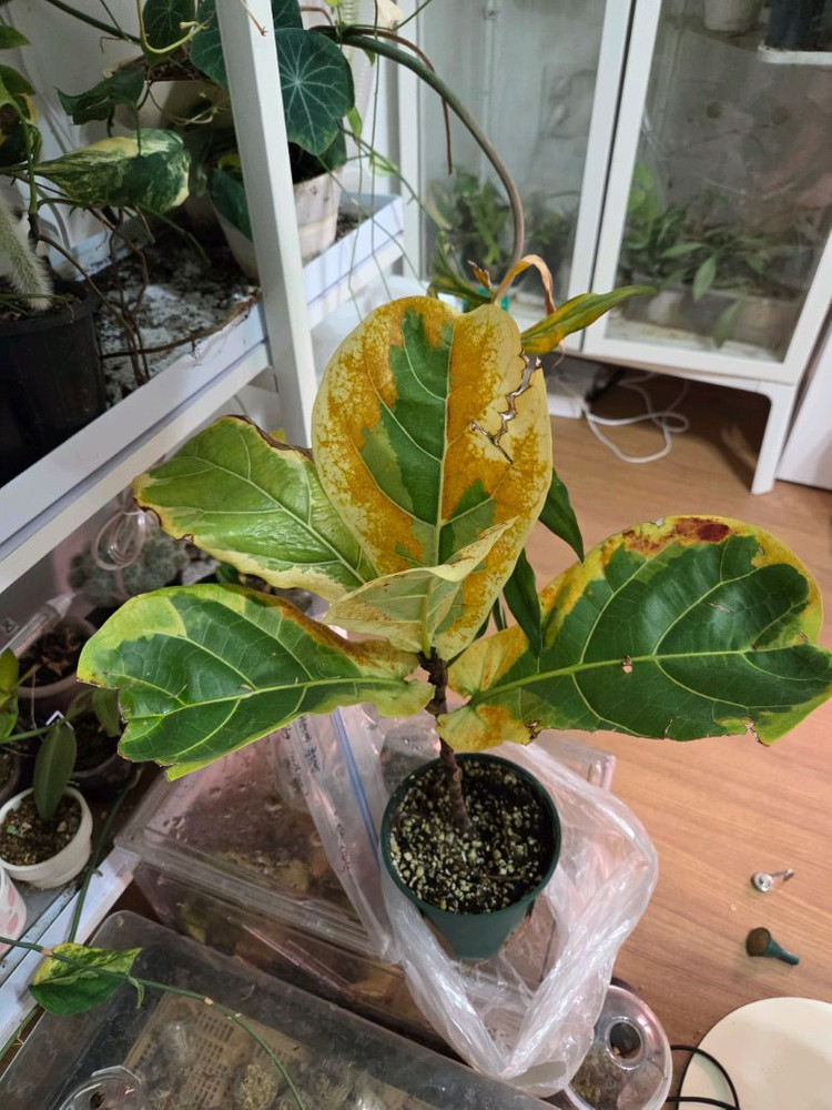 무늬 떡갈나무--3