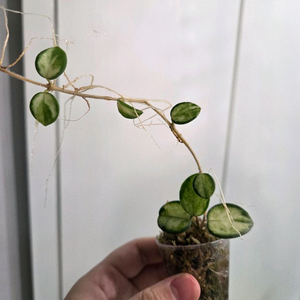 호야 마틸드 바리에가타