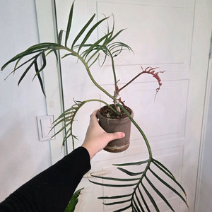 필로덴드론 토텀 + 블리스볼팟