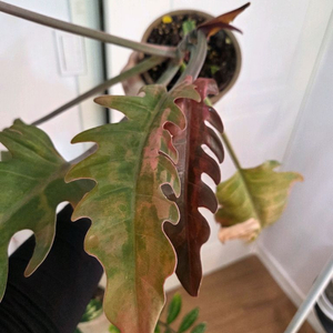 필로덴드론 캬라멜마블 바리에가타 (카라멜마블 바리에가타)